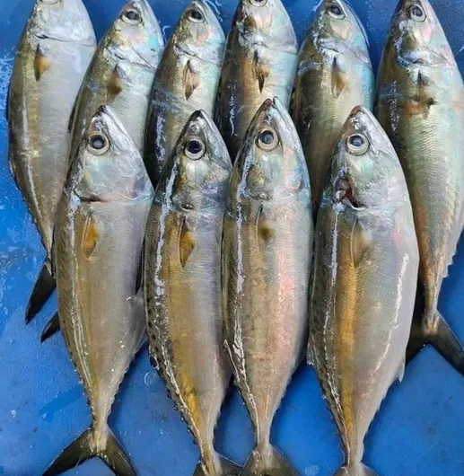 Ayala