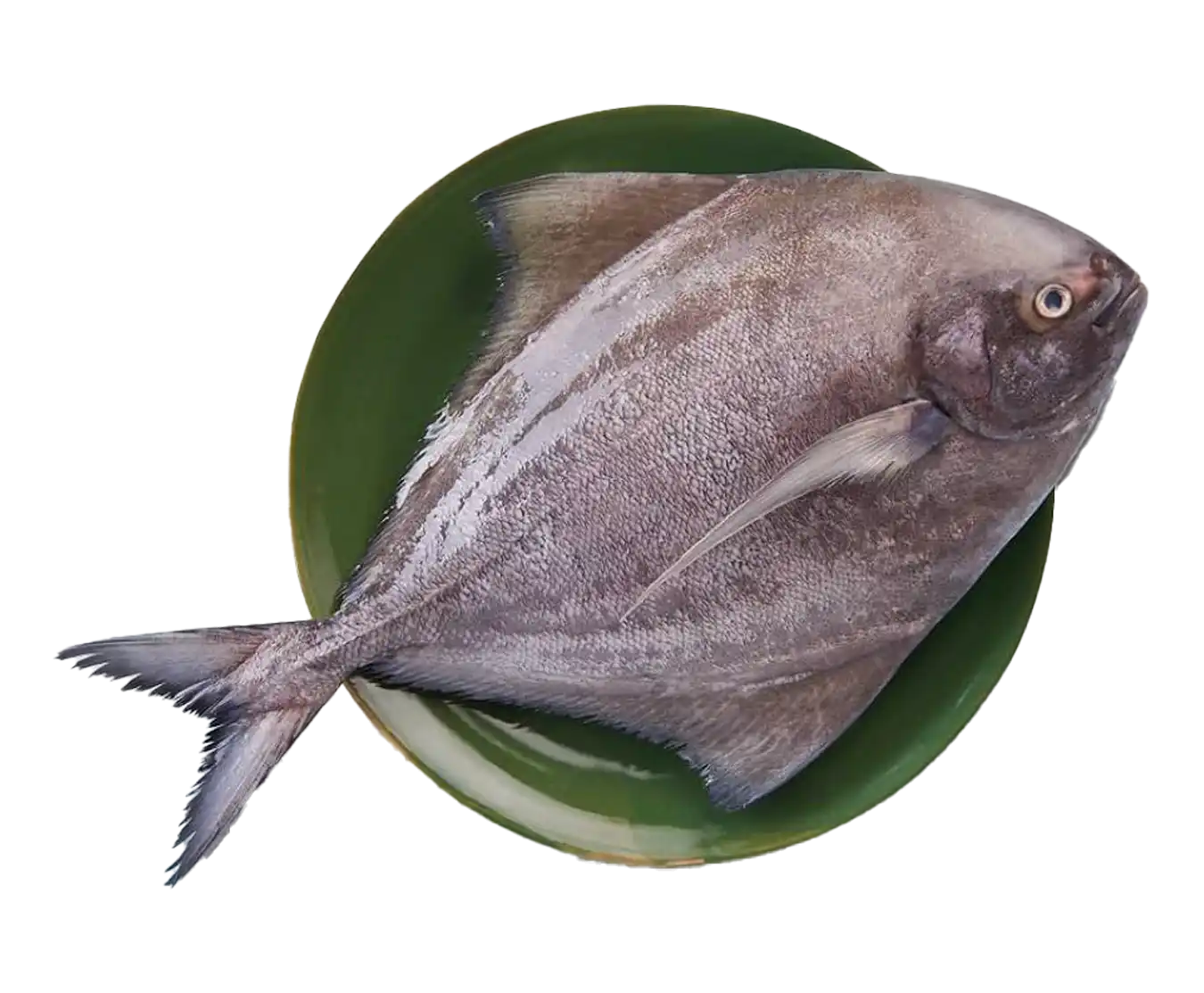 Avoli