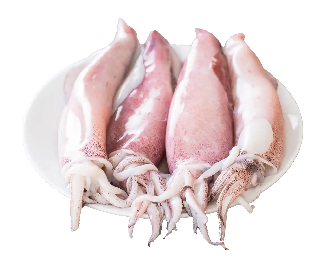 Squid / Koonthal